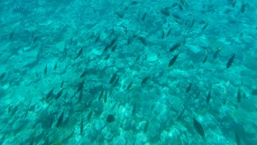 株式会社マリン観光開発に投稿された画像（2025/6/12）