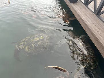 串本海中公園水族館に投稿された画像（2025/6/12）
