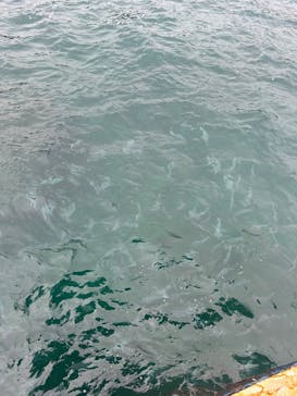 串本海中公園水族館に投稿された画像（2025/6/12）