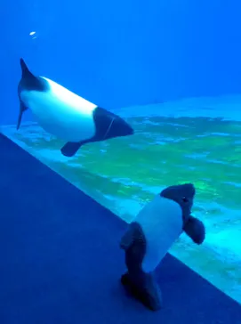 仙台うみの杜水族館に投稿された画像（2025/6/12）