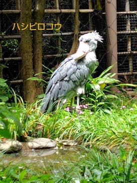 恩賜上野動物園に投稿された画像（2025/6/12）