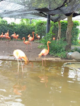 恩賜上野動物園に投稿された画像（2025/6/12）