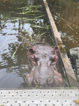 ANIMAL WONDER REZOURT 市原ぞうの国・サユリワールドに投稿された画像（2025/6/12）