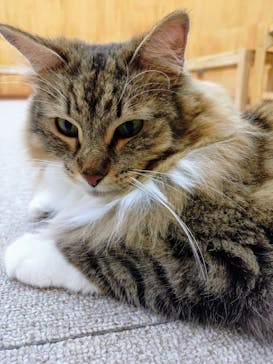 Cat Café MOFF 水戸オーパ店に投稿された画像（2025/6/12）