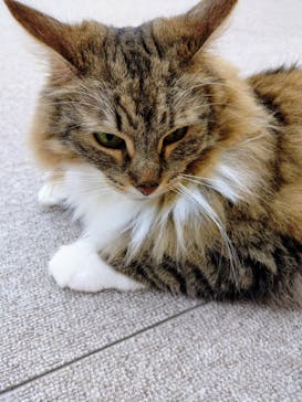 Cat Café MOFF 水戸オーパ店に投稿された画像（2025/6/12）