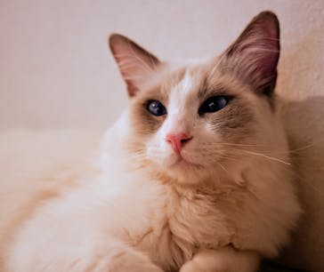 猫カフェモカ　吉祥寺店に投稿された画像（2025/6/12）