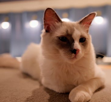 猫カフェモカ　吉祥寺店に投稿された画像（2025/6/12）