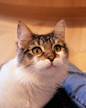 猫カフェモカ　吉祥寺店に投稿された画像（2025/6/12）