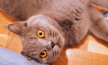 猫カフェモカ　吉祥寺店に投稿された画像（2025/6/12）