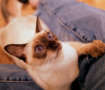 猫カフェモカ　吉祥寺店に投稿された画像（2025/6/12）