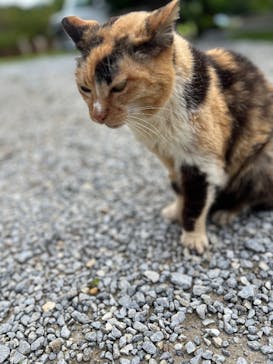 今帰仁城跡に投稿された画像（2025/6/12）