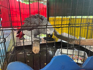 OKINAWAフルーツらんどに投稿された画像（2025/6/12）