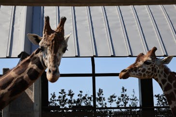 霞ケ浦 どうぶつとみんなのいえに投稿された画像（2025/6/12）