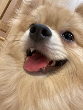 いぬカフェRio 秋葉原店に投稿された画像（2025/6/12）