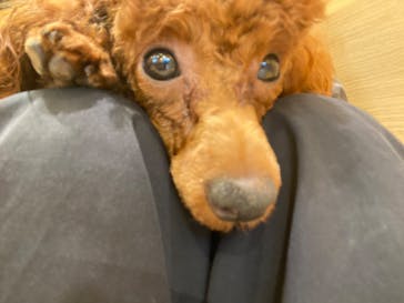 いぬカフェRio 秋葉原店に投稿された画像（2025/6/12）