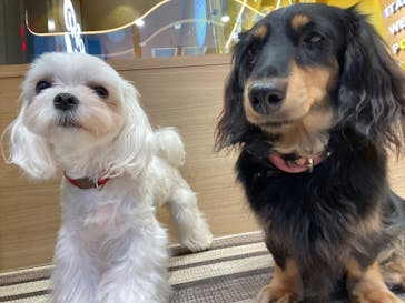 いぬカフェRio 秋葉原店に投稿された画像（2025/6/12）