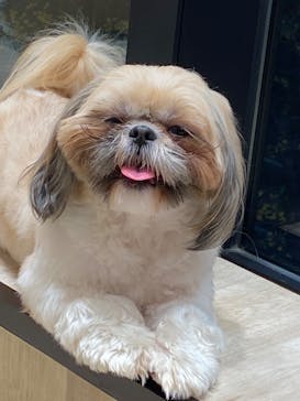 いぬカフェRio 秋葉原店に投稿された画像（2025/6/12）