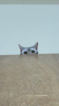 Cat Café MOFF イオンモール豊川店に投稿された画像（2025/6/12）