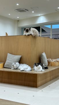 Cat Café MOFF イオンモール豊川店に投稿された画像（2025/6/12）