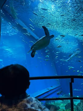アクアワールド茨城県大洗水族館に投稿された画像（2025/6/12）
