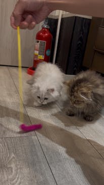 猫カフェモカ　アルシェ大宮店に投稿された画像（2025/6/13）