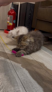 猫カフェモカ　アルシェ大宮店に投稿された画像（2025/6/13）