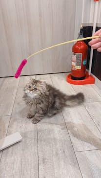 猫カフェモカ　アルシェ大宮店に投稿された画像（2025/6/13）