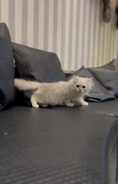 猫カフェモカ　アルシェ大宮店に投稿された画像（2025/6/13）