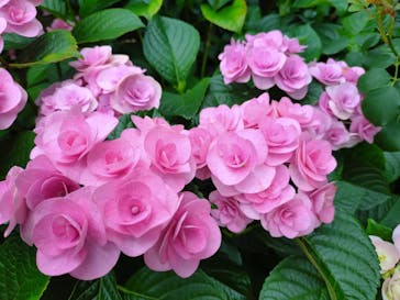 横浜イングリッシュガーデンに投稿された画像（2025/6/13）