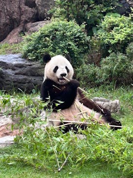 恩賜上野動物園に投稿された画像（2025/6/13）