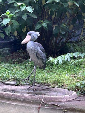 恩賜上野動物園に投稿された画像（2025/6/13）