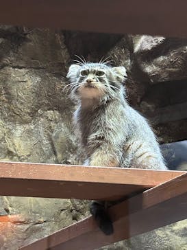 恩賜上野動物園に投稿された画像（2025/6/13）