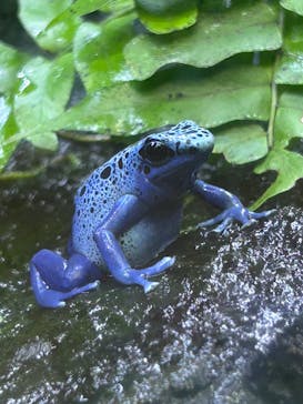 恩賜上野動物園に投稿された画像（2025/6/13）