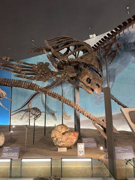 福井県立恐竜博物館に投稿された画像（2025/6/13）