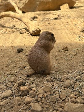 那須どうぶつ王国に投稿された画像（2025/6/13）