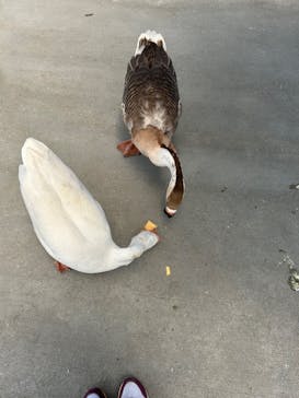 東武動物公園に投稿された画像（2025/6/13）