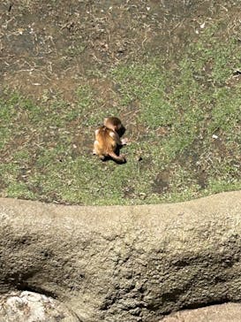 東武動物公園に投稿された画像（2025/6/13）