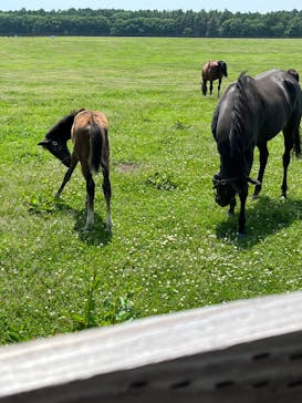 ノーザンホースパークに投稿された画像（2025/6/13）