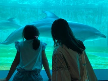 しながわ水族館に投稿された画像（2025/6/13）