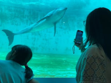 しながわ水族館に投稿された画像（2025/6/13）