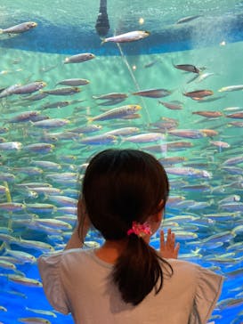 しながわ水族館に投稿された画像（2025/6/13）