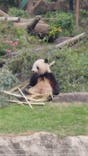 恩賜上野動物園に投稿された画像（2025/6/13）