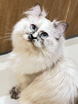 Cat Café MOFF イオンモールナゴヤドーム前店に投稿された画像（2025/6/13）