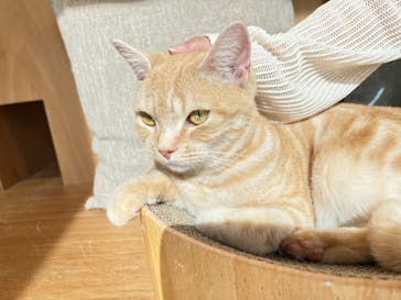 Cat Café MOFF イオンモールナゴヤドーム前店に投稿された画像（2025/6/13）