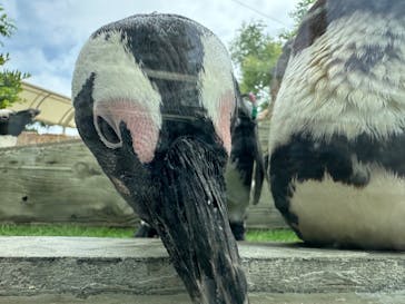 マリンワールド海の中道に投稿された画像（2025/6/13）