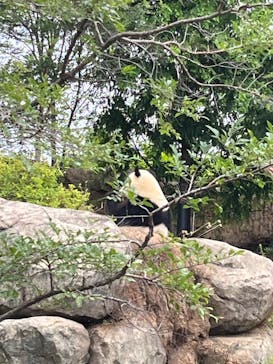 恩賜上野動物園に投稿された画像（2025/6/13）