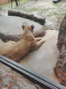 天王寺動物園に投稿された画像（2025/6/13）