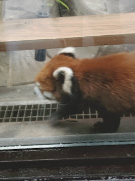天王寺動物園に投稿された画像（2025/6/13）