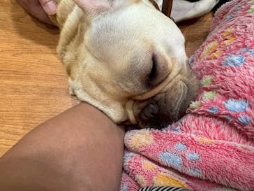 いぬカフェRio 下北沢店に投稿された画像（2025/6/13）