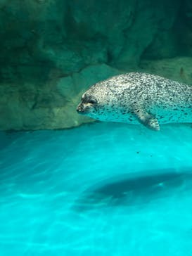 アクアワールド茨城県大洗水族館に投稿された画像（2025/6/13）